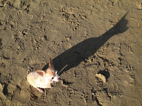 Sehnsucht – Stärke