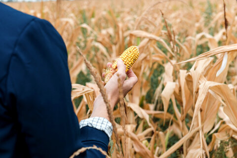 Deutlich sichtbare Dürreschäden an der Ernte.
