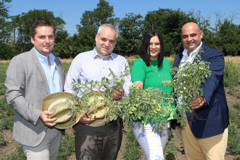 Kichererbsen – einer der Gewinner im Klimawandel