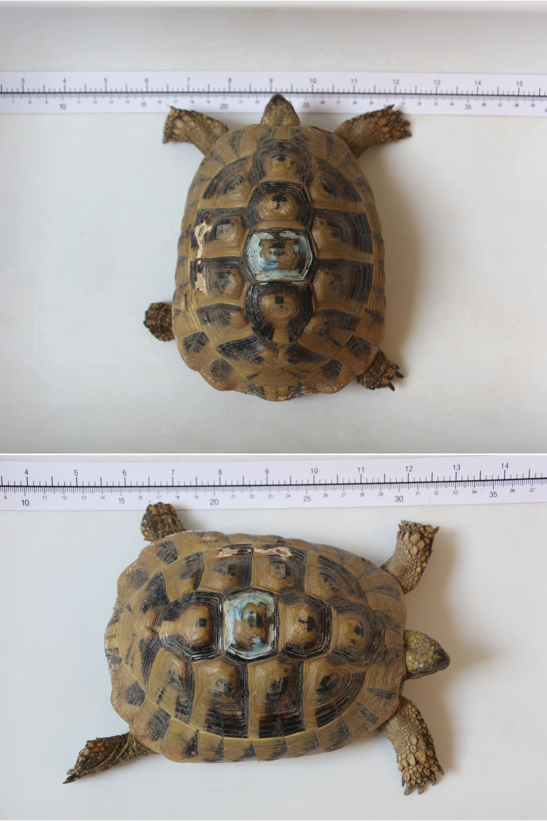 Foto Schildkröte Eisenstadt