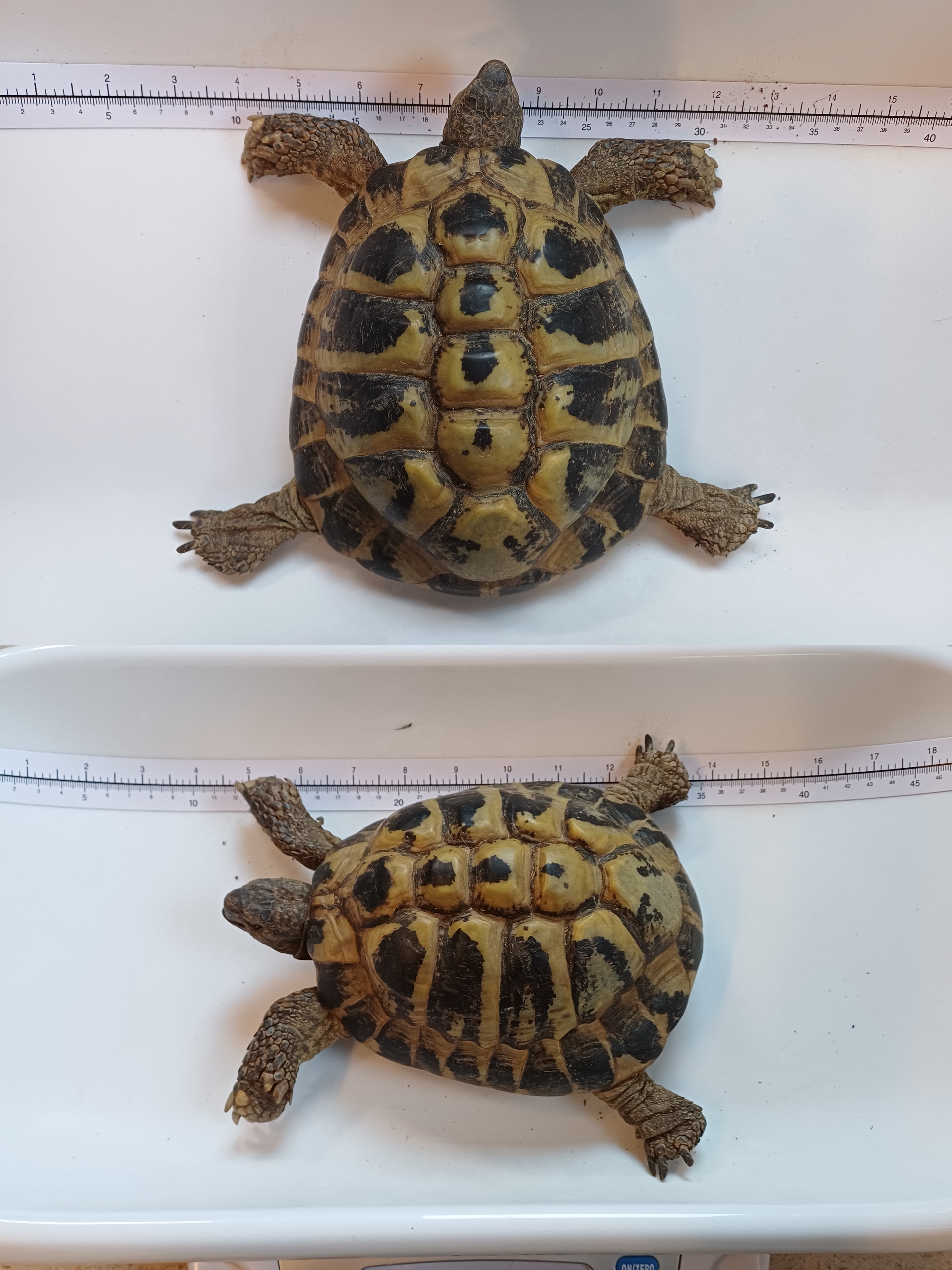 Fundschildkröte Mattersburg