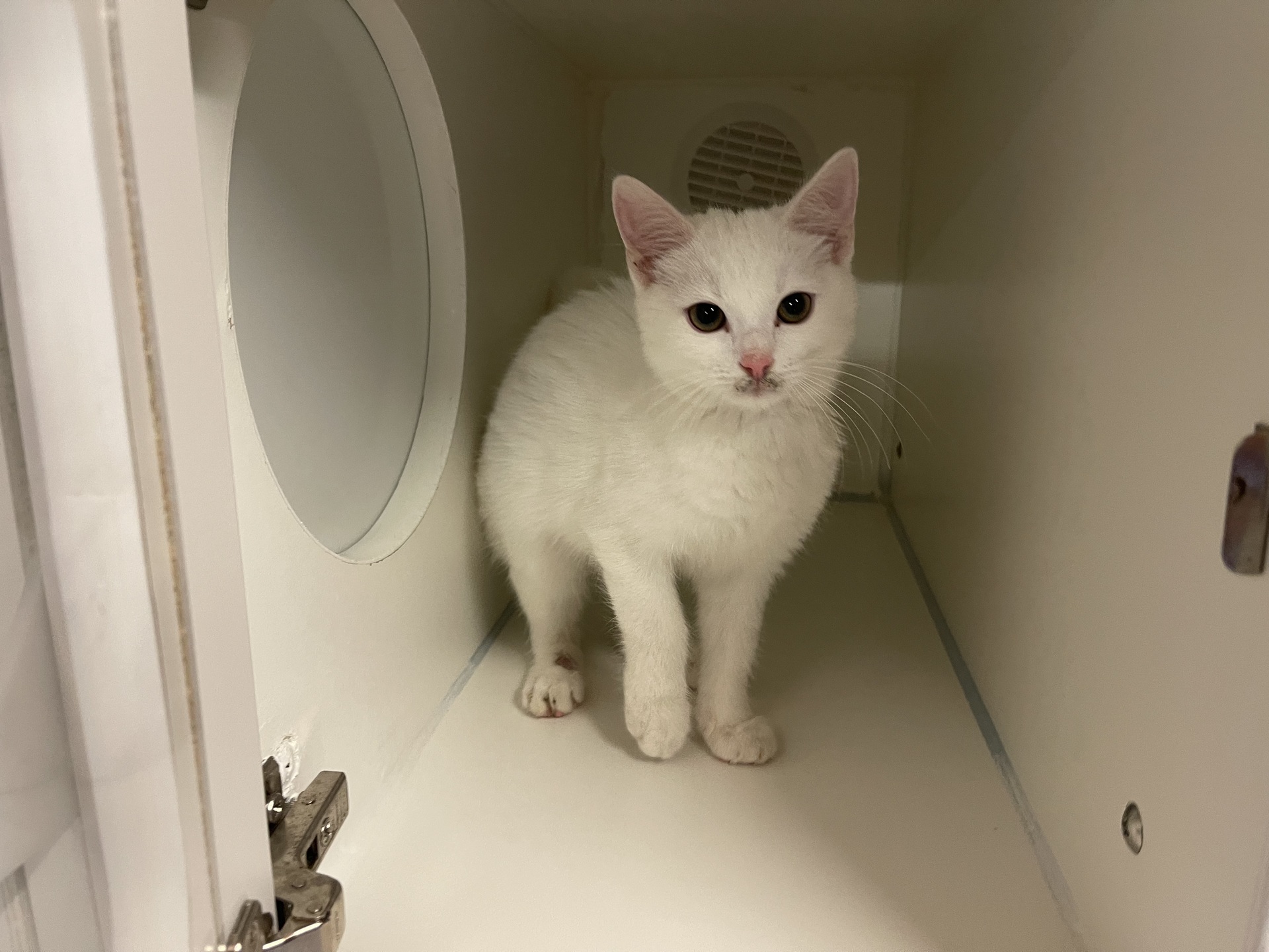 Fundkatze Eisenstadt