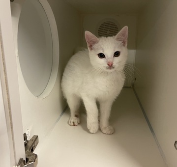 Fundkatze Eisenstadt