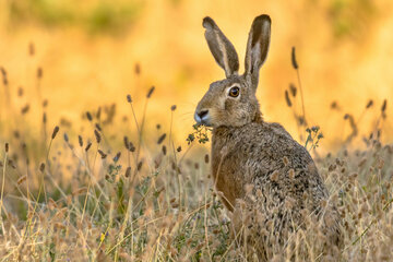 Feldhase
