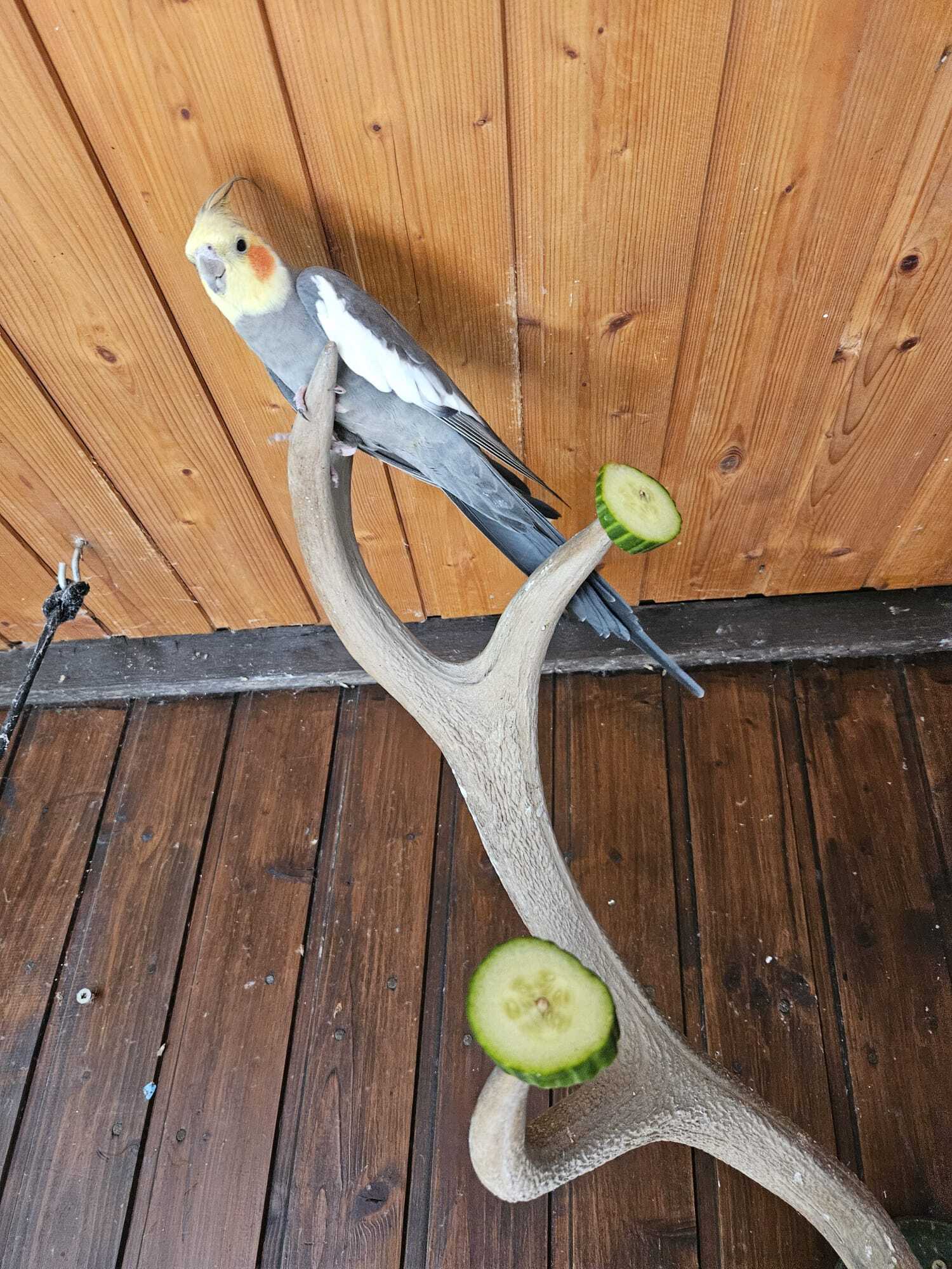 Nymphensittich Mörbisch