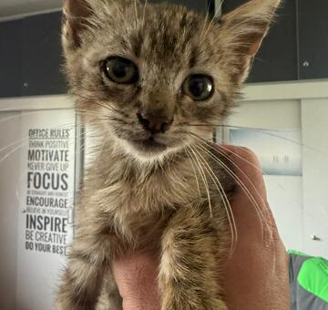 Fundkatze Illmitz 16.10.2025