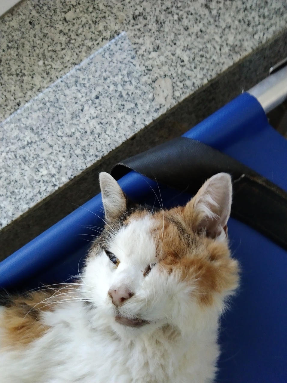 Fundkatze Neudörfl 19.09.2026