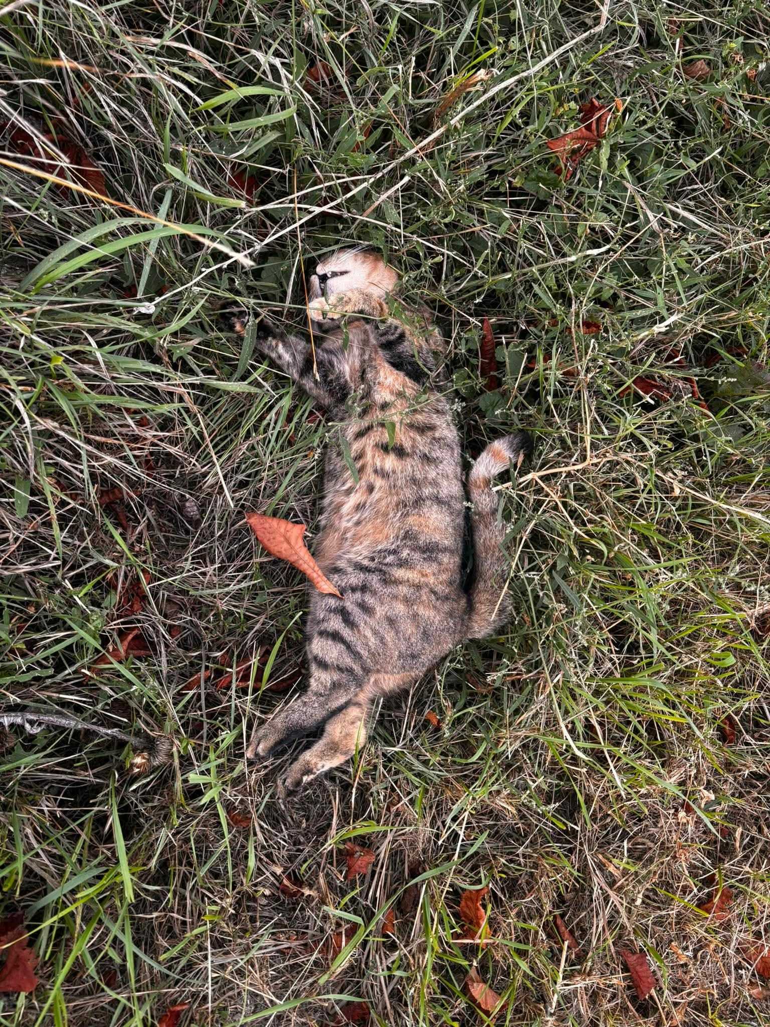 Totfund_Katze_Mörbisch_09.09.2025