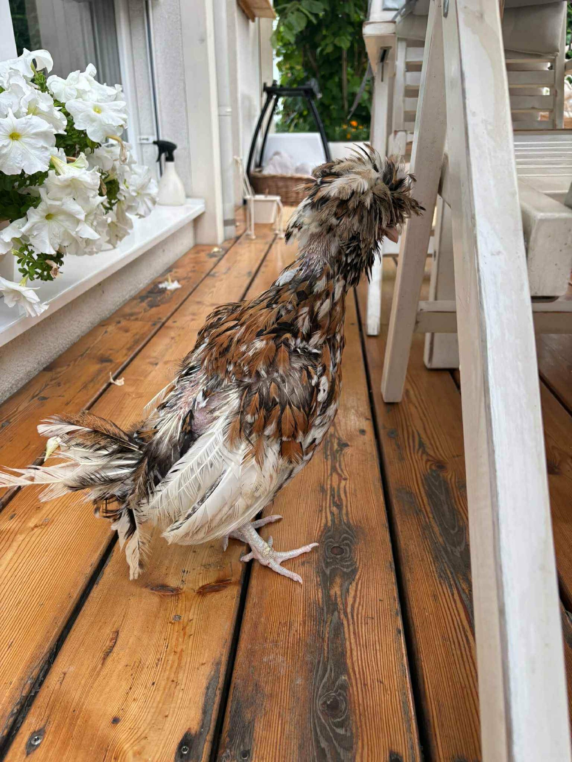 Fundtier_Huhn_Kittsee_31.08.2025