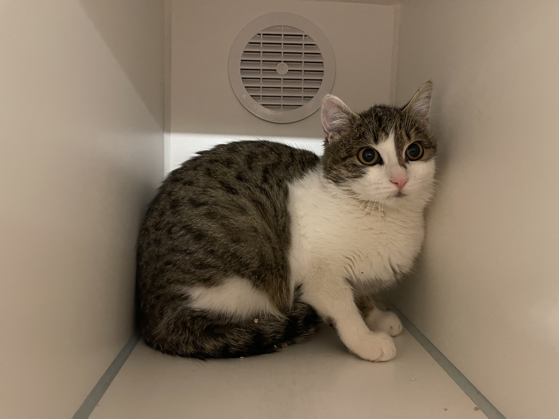 Fundkatze Loipersdorf