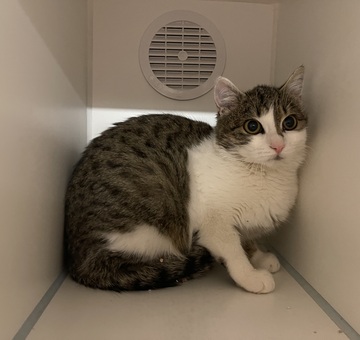 Fundkatze Loipersdorf