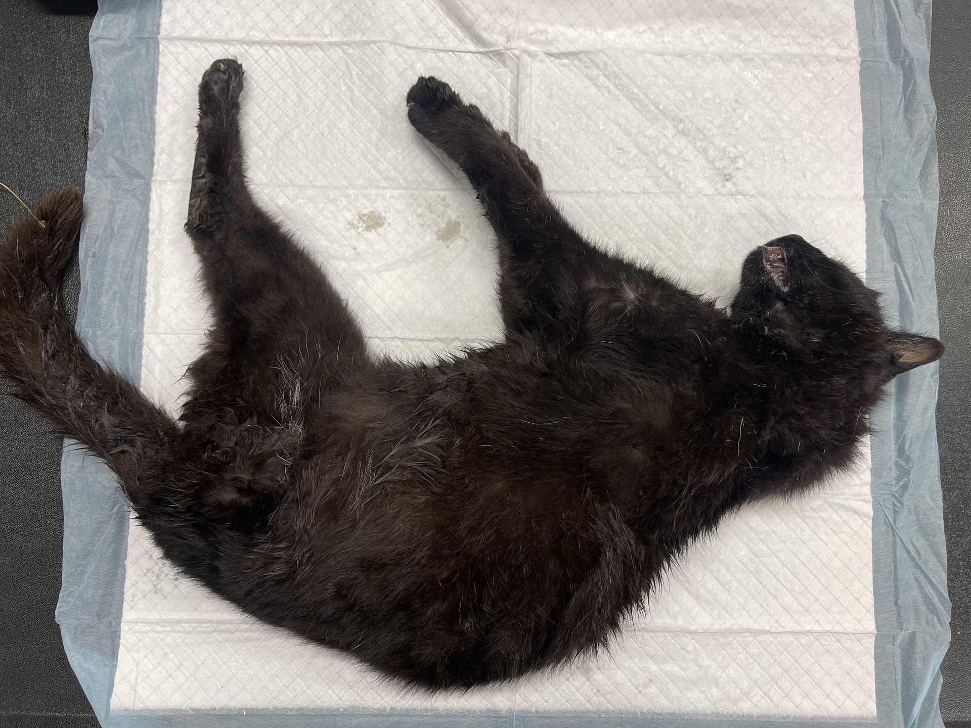 Fundkatze Hornstein
