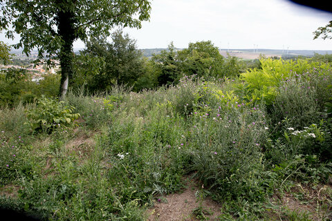 Gebietsfremde Arten werden im Naturpark Rosalia-Kogelberg in Draßburg erfolgreich bekämpft.