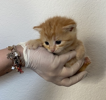 Fundkatze Wulkaprodersdorf