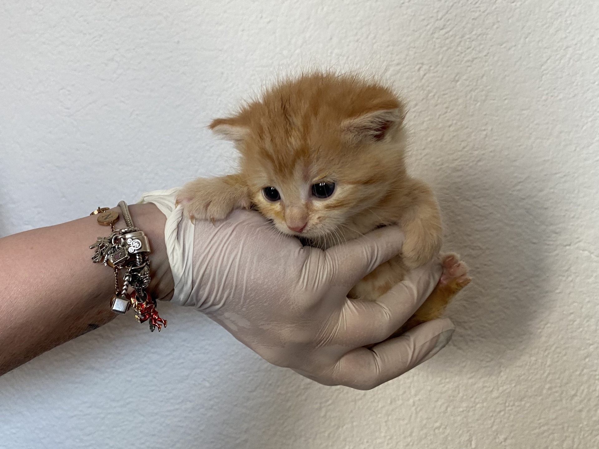 Fundkatze Wulkaprodersdorf