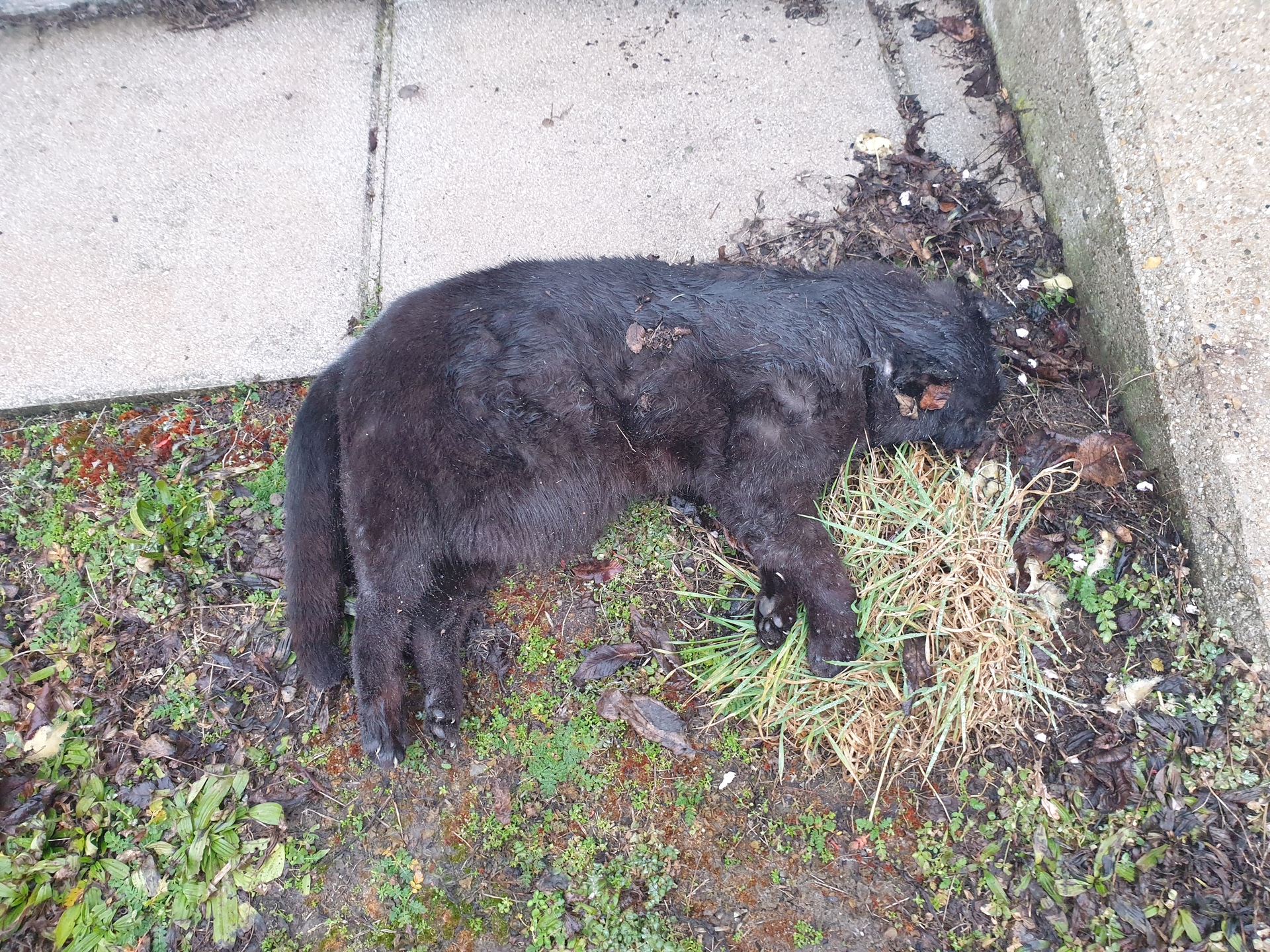 Totfund Donnerskirchen 03.02.2026