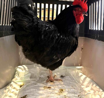 Fundtier Huhn Apetlon 05.01.2026