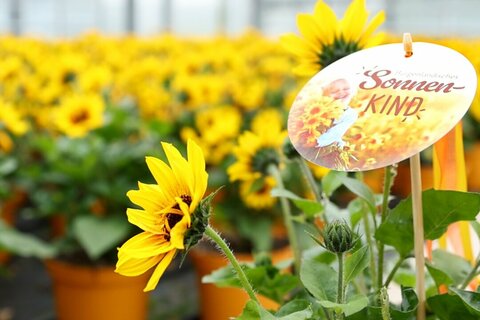 Sonnen-KIND - Blume des Jahres 2024