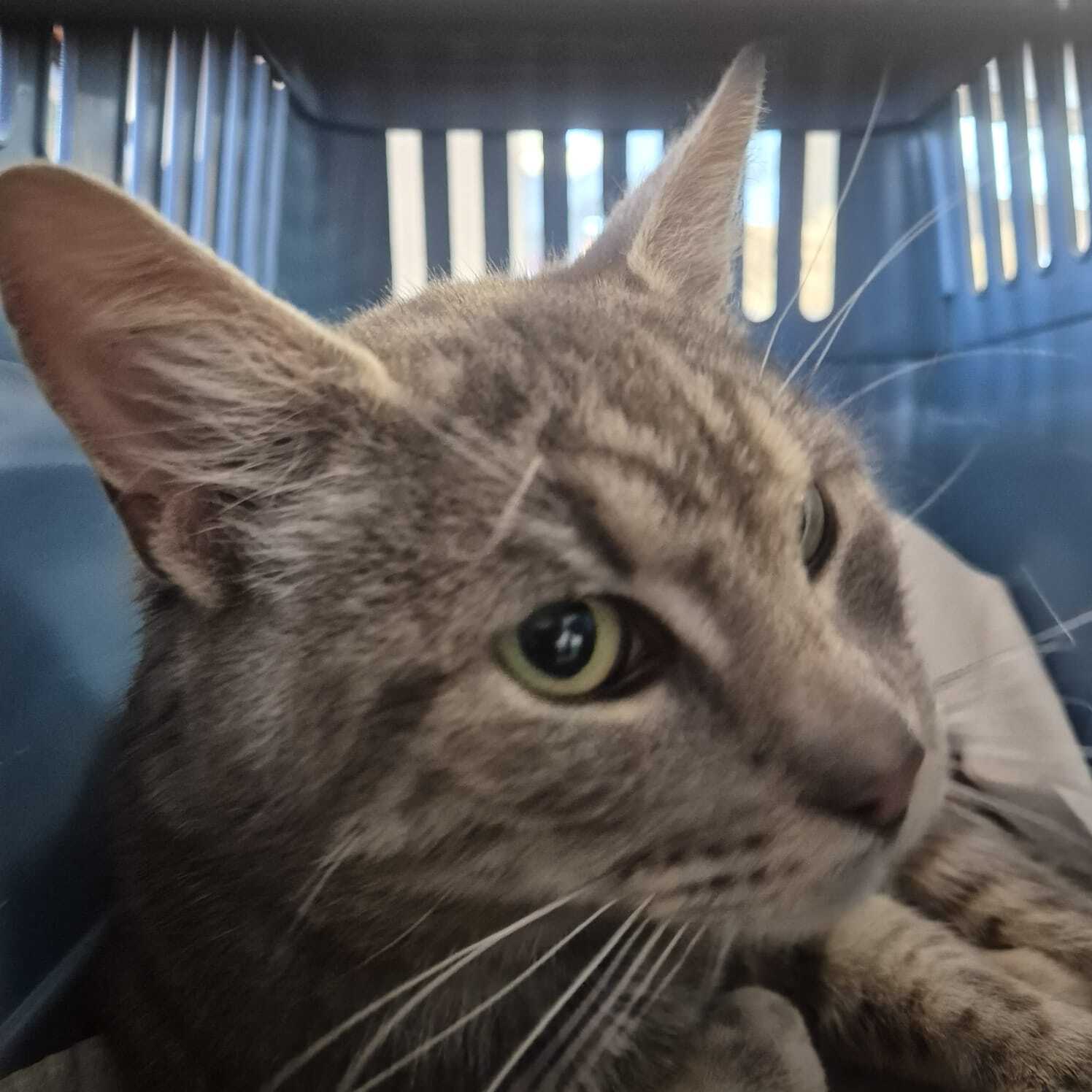 Fundkatze_Nickelsdorf_06.10.2025
