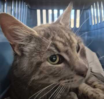 Fundkatze_Nickelsdorf_06.10.2025