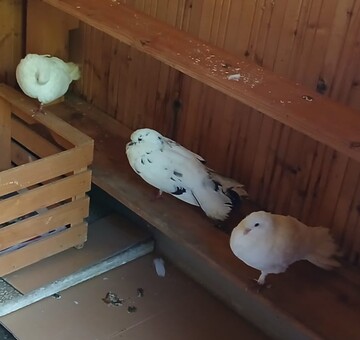 Fundtiere - 3 Tauben Güssing (Krottendorf)