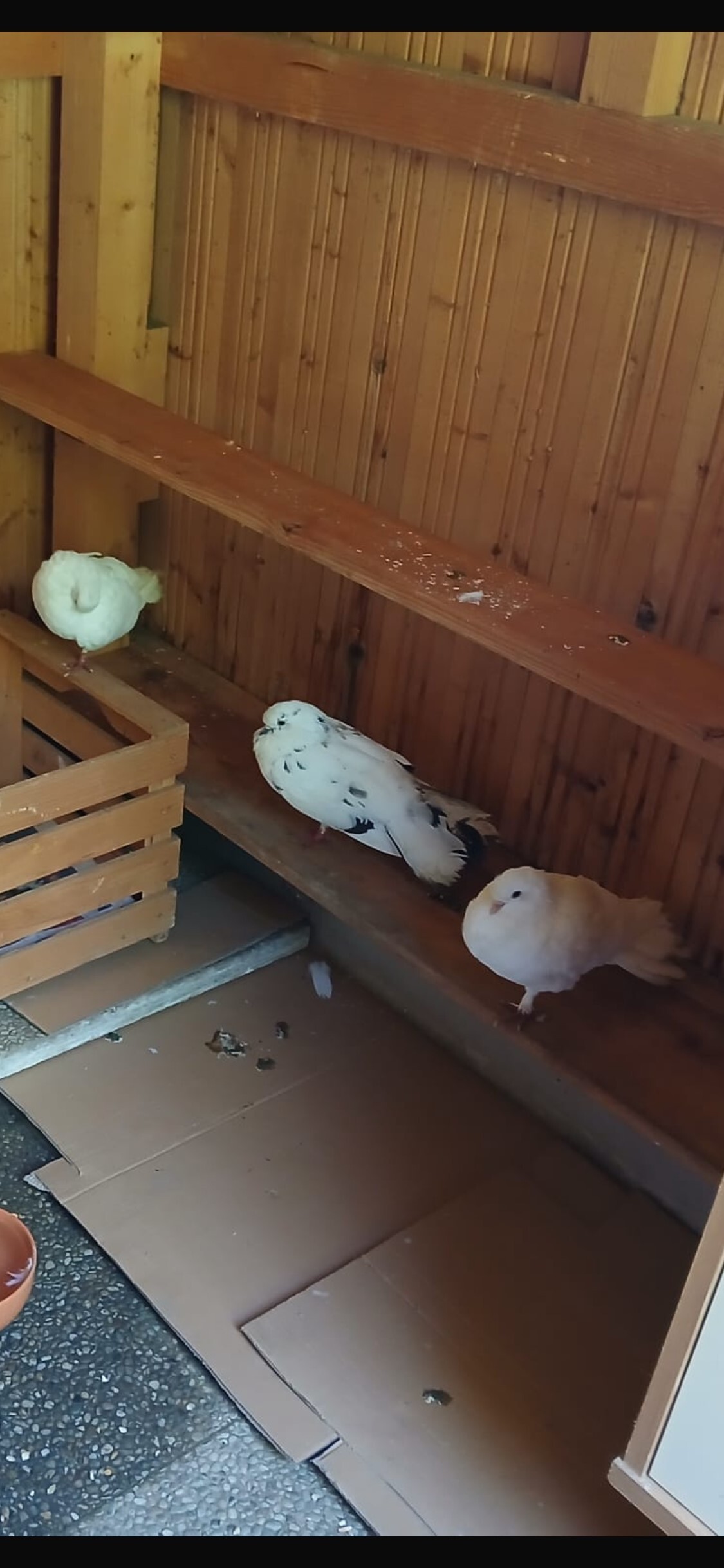 Fundtiere Tauben Güssing (Krottendorf)