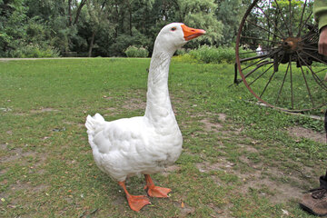 Die Vogelgrippe betrifft auch Hausgänse