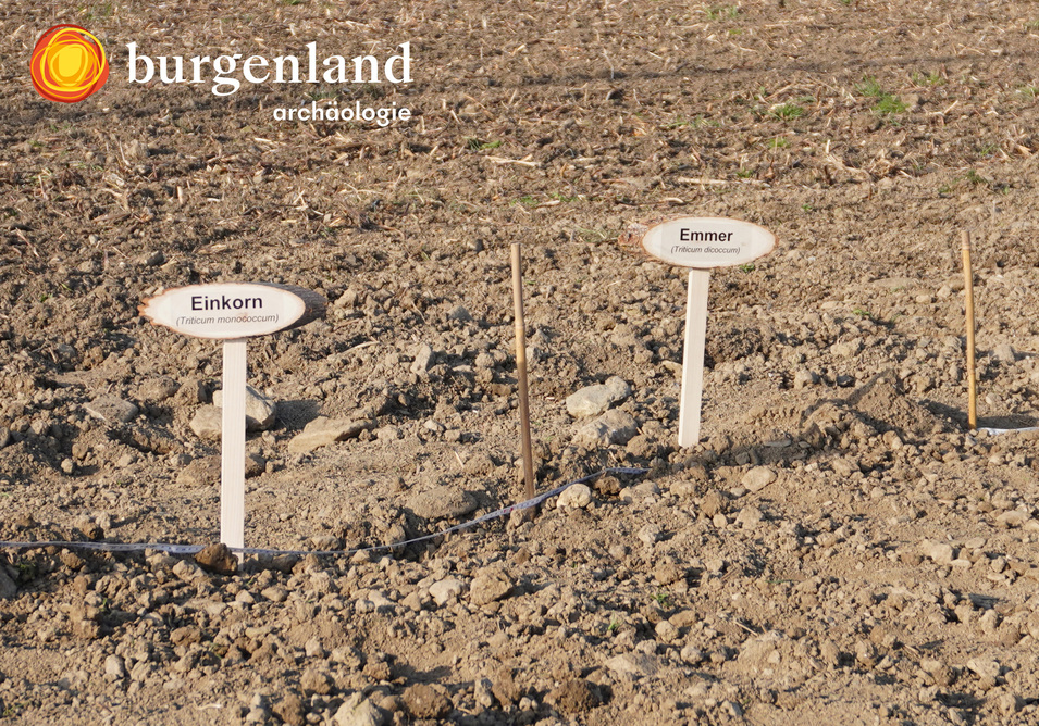Steinzeitfeldbearbeitung_6