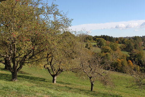 Sujetbilder der Streuobstwiesen.