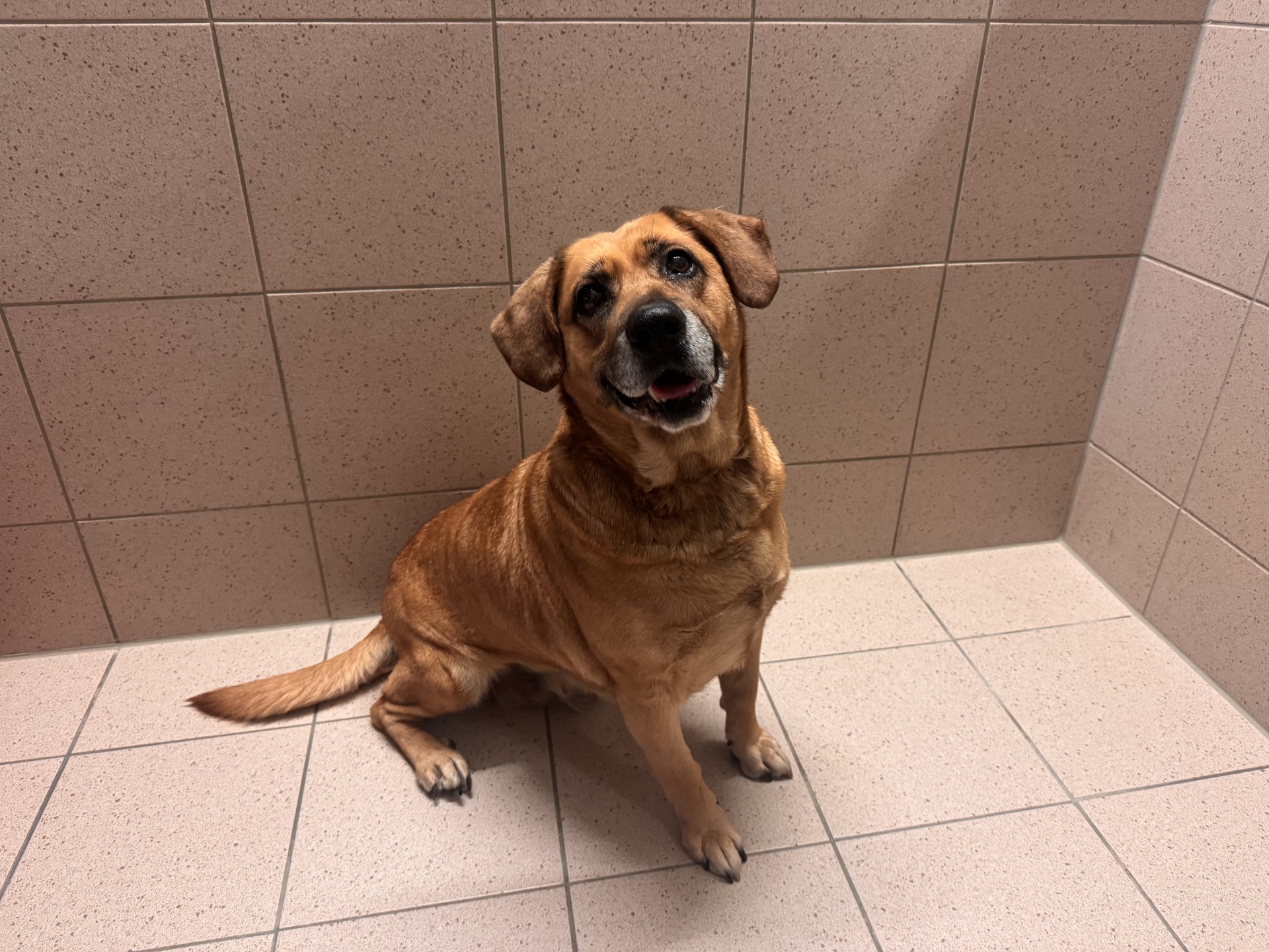 Fundhund Wulkaprodersdorf