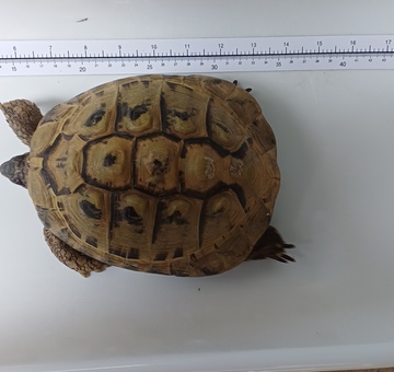 Fundschildkröte Wiesen