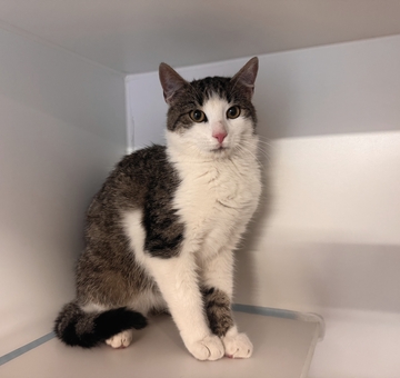 Fundkatze Loipersdorf im Burgenland