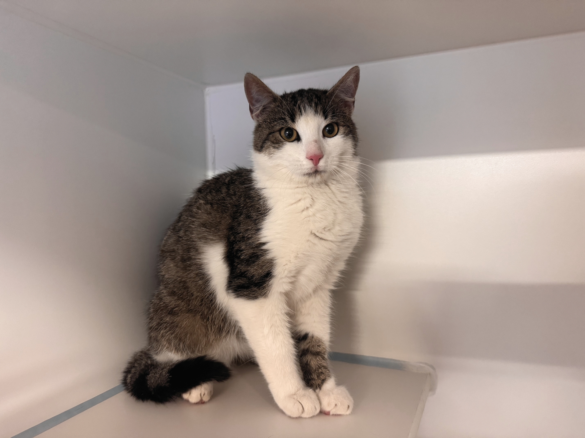 Fundkatze Loipersdorf im Burgenland