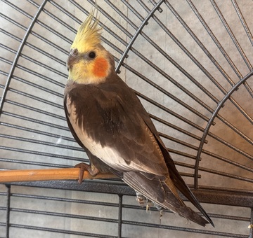 Fundvogel Großmutschen