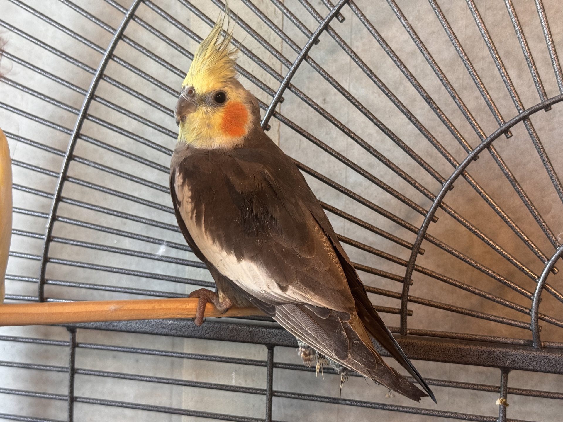 Fundvogel Großmutschen