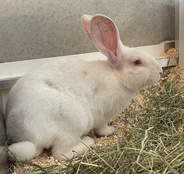 Fundkaninchen Eisenstadt