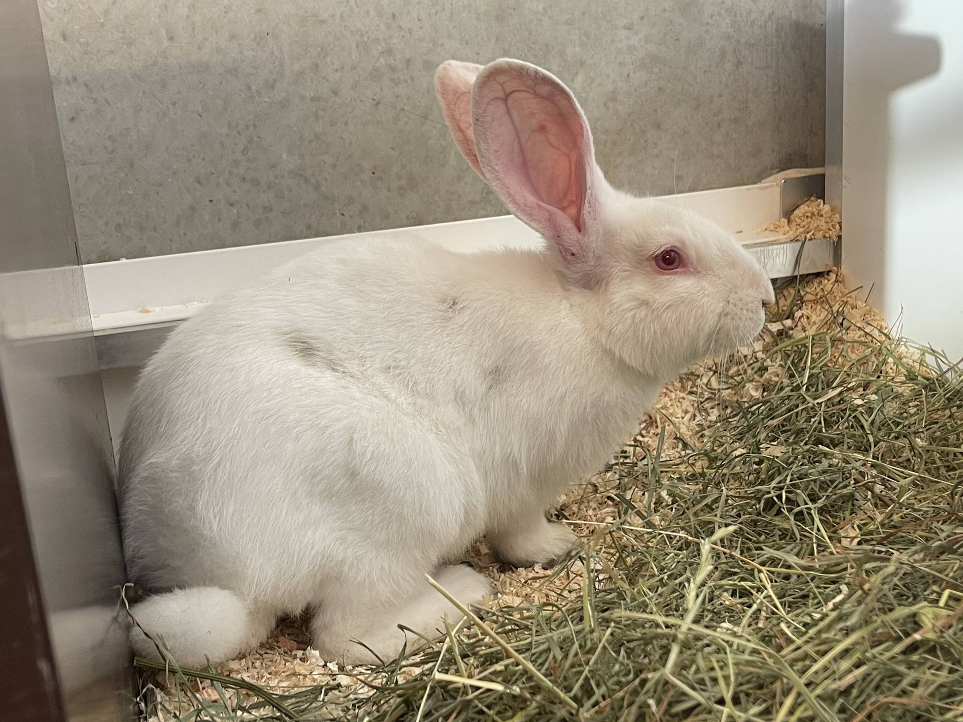 Fundkaninchen Eisenstadt