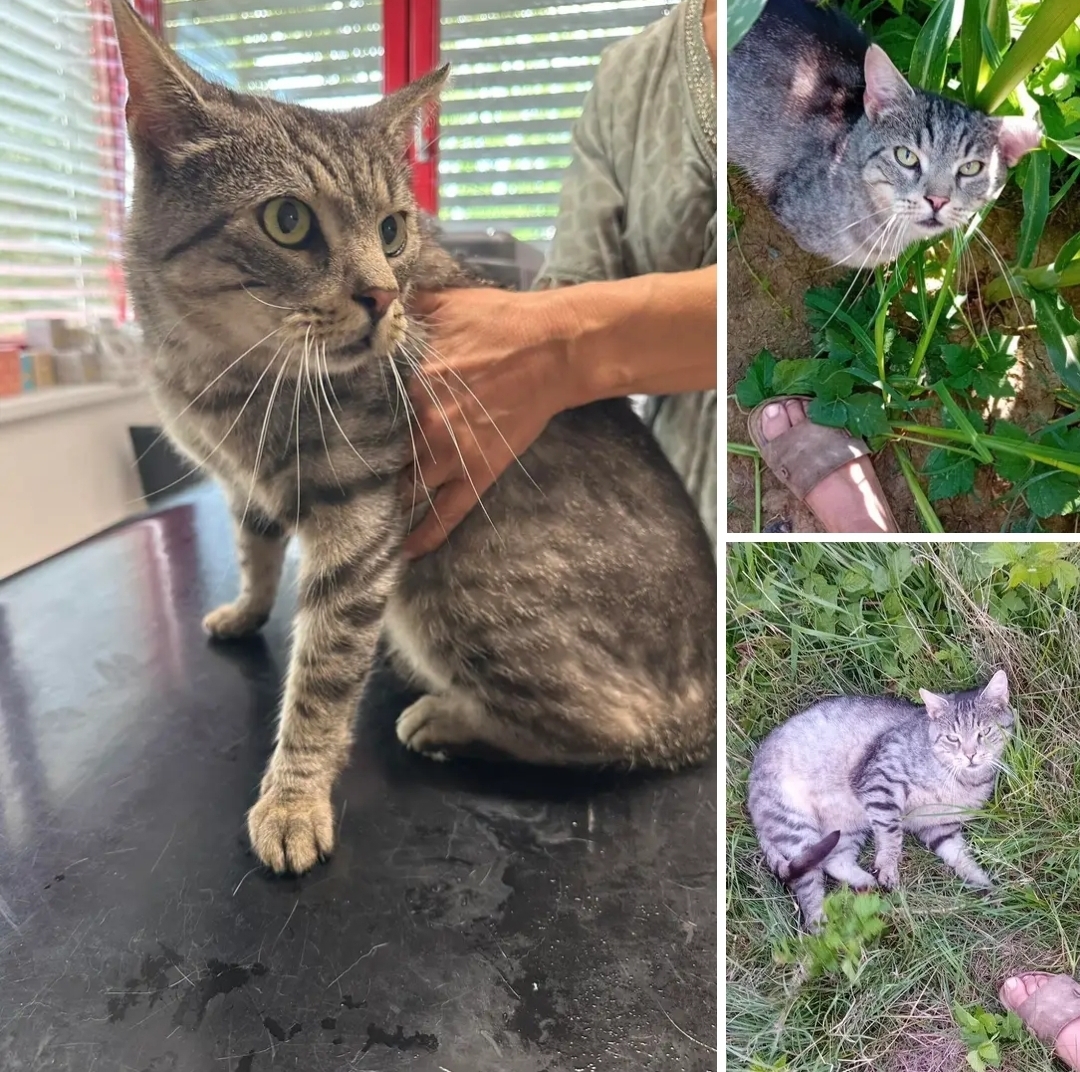 Fundkatze Rehgraben-Kukmirn 21.07.2025