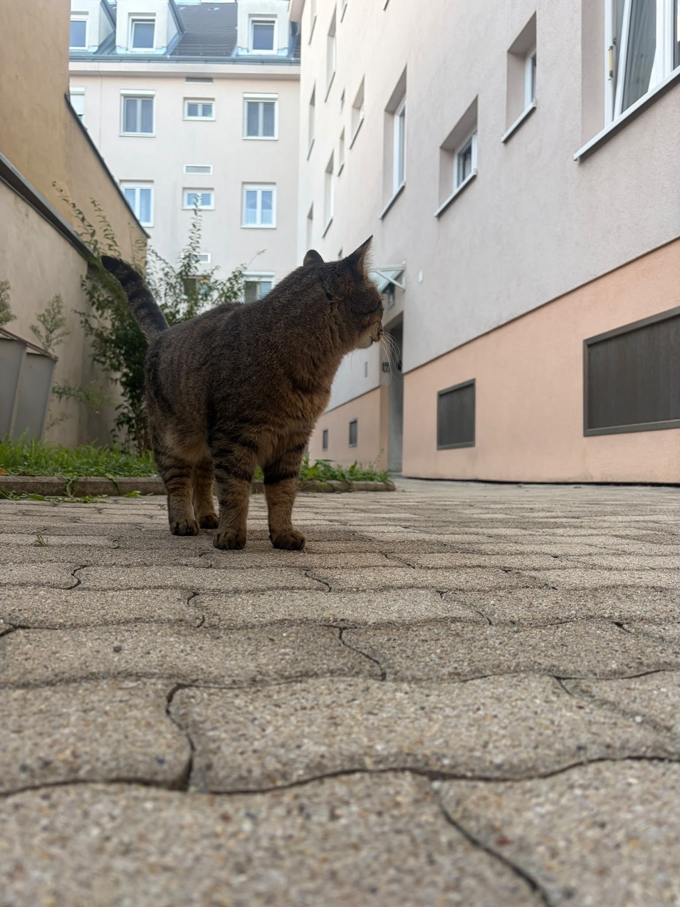 Fundkatze Eisenstadt 25.09.2026