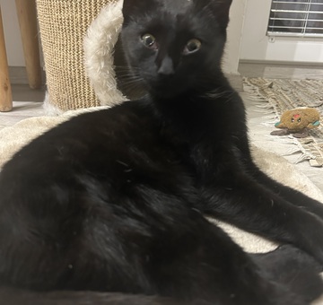 Fundkatze Eisenstadt 12.12.2025