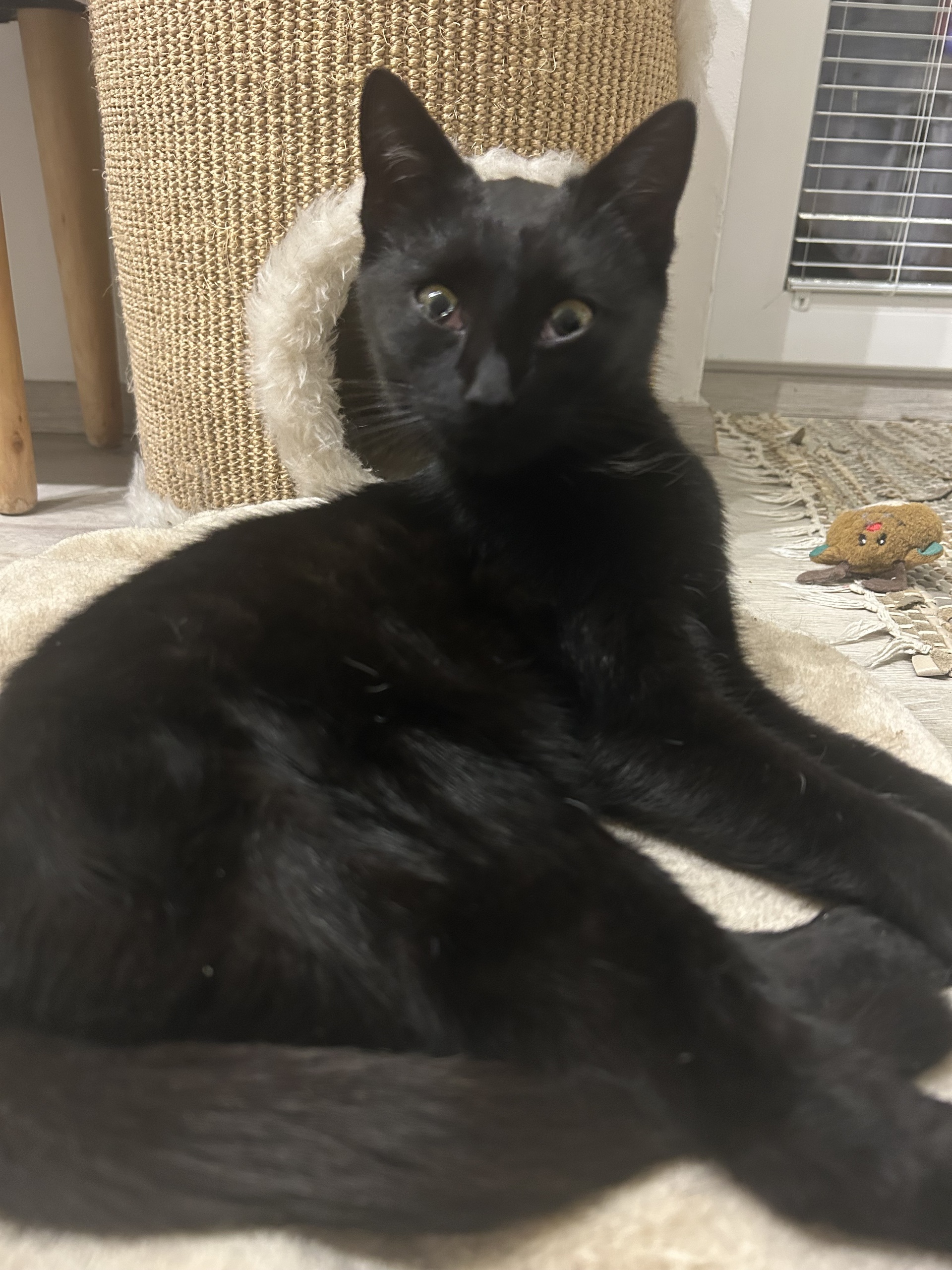 Fundkatze Eisenstadt 12.12.2025