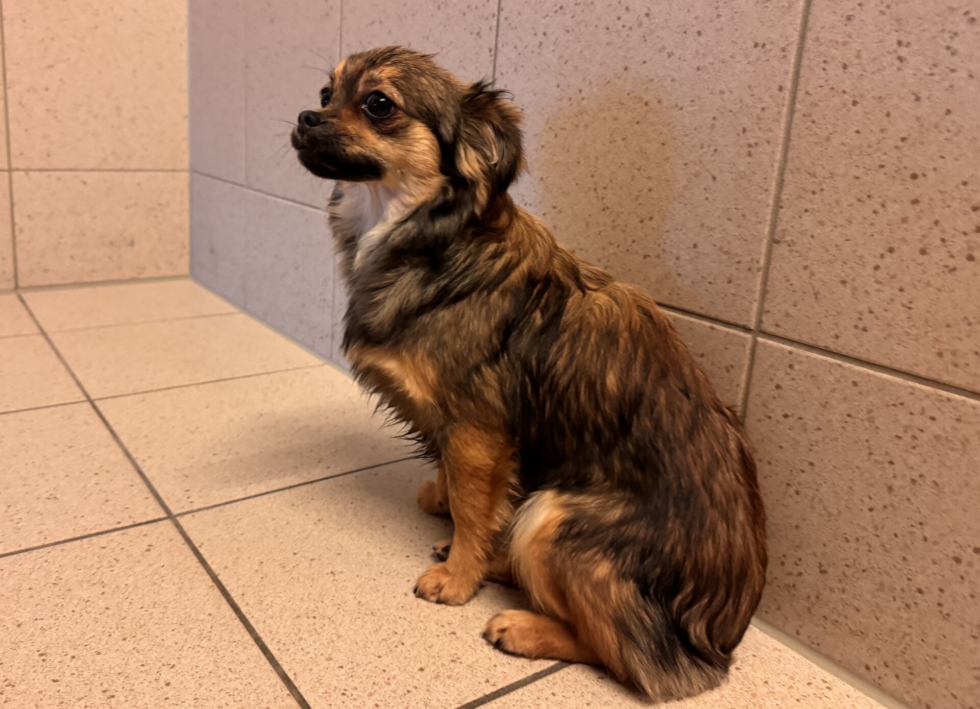 Fundhund Oslip/Trausdorf