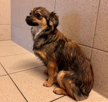 Fundhund Oslip/Trausdorf