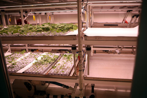 Die Regale mit Wasabi-Zucht bei PhytonIQ