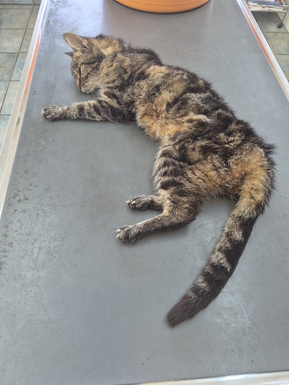 Fundkatze Siegendorf 09.09.2026