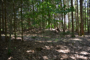 Abb. 1: Grabhügel im bewaldeten Gebiet sind kaum zu erkennen, Foto: A. Tögel Foto: A. Tögel