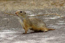 Parndorfer Heide - Ziesel