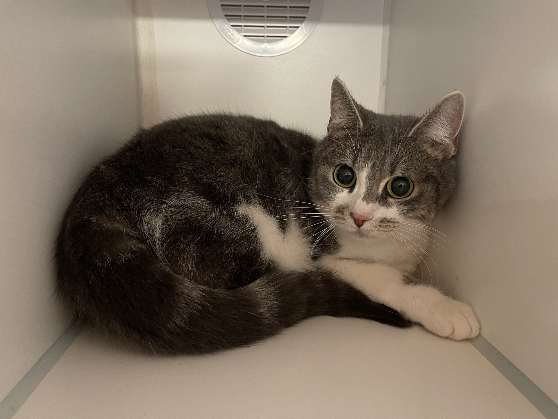 Fundkatze Schattendorf