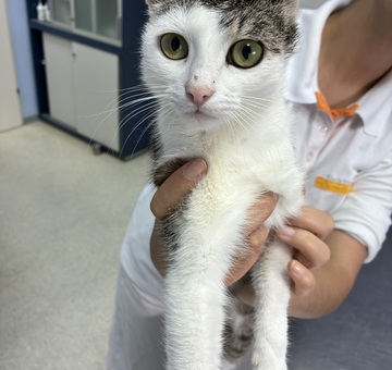 Fundkatze Trausdorf 05.06.2026