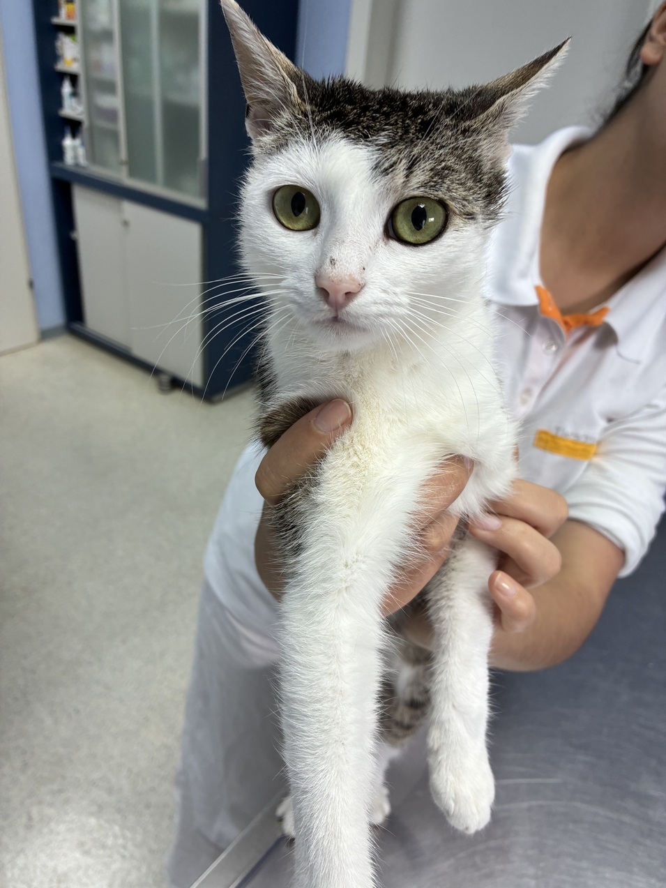 Fundkatze Trausdorf 05.06.2026